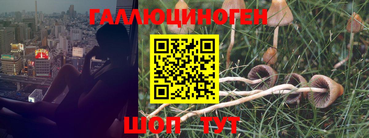 Псилоцибиновые грибы Magic Shrooms  Вход с VPN  магазин продажи   Псилоцибиновые грибы Magic Shrooms  Моздок 